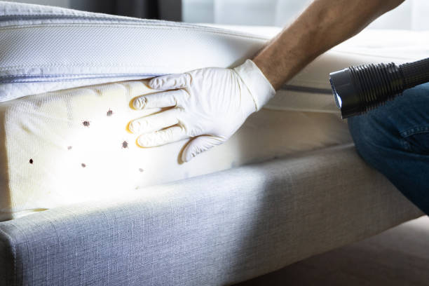 Best Flea Control Services  in Gunnison, CO