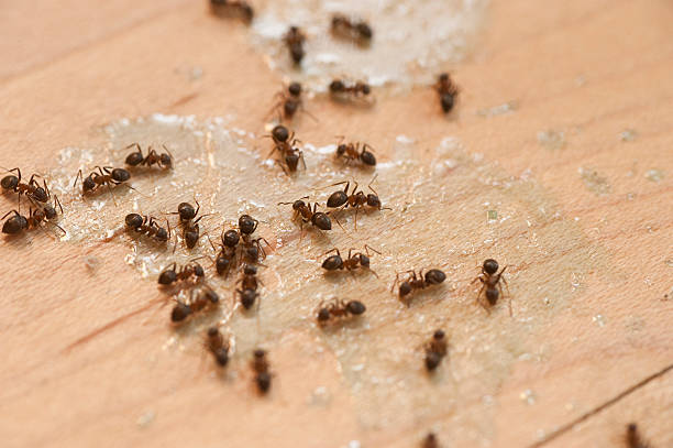 Best Pest Control for Businesses  in Gunnison, CO