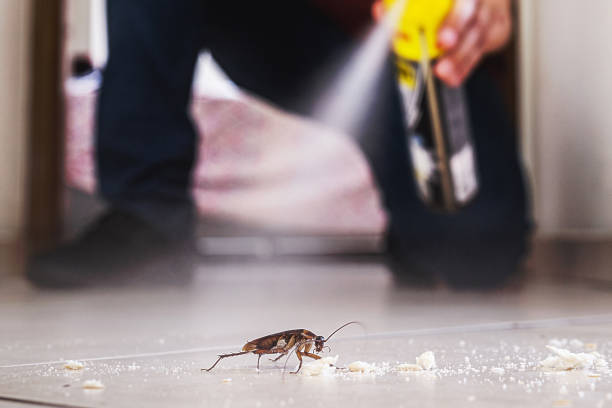 Flea Control Services in Gunnison, CO